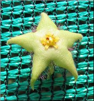 Stapelia paniculata subsp scitula 3